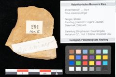 Foto (Objekt + Etikett) von Pinus oceanines Unger (NHMW-GEO-2024-0188-0291)